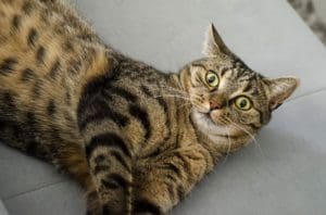 surprised grey and brown tabbie cat