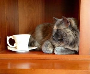 cat and tea cup