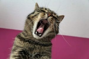 cat singing off-mic ... or yawning